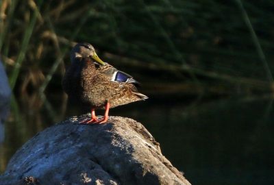Mexican Duck 2025-03-20