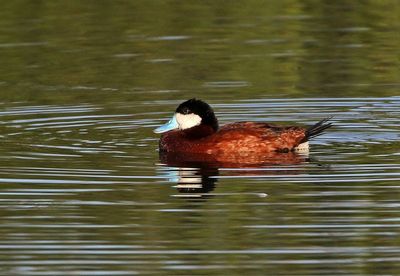 Ruddy Duck 2025-03-20