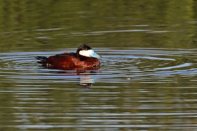 Ruddy Duck 2025-03-20