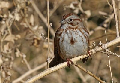 Song Sparrow 2025-03-20