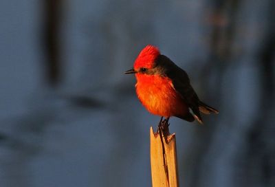 Vermilion Flycatcher 2025-03-20