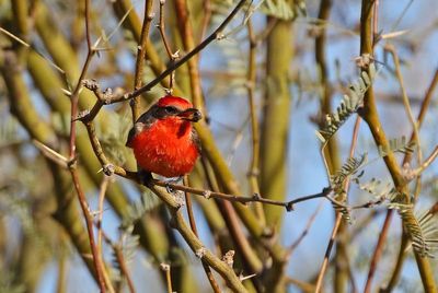 Vermilion Flycatcher 2025-03-20