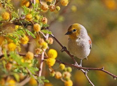Verdin 2025-03-20