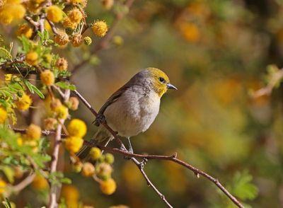 Verdin 2025-03-20