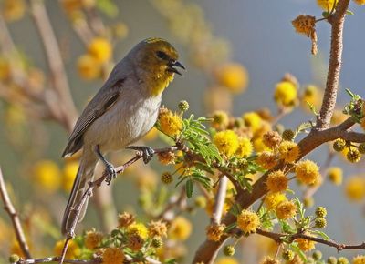 Verdin 2025-03-20