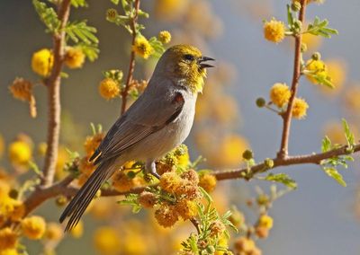 Verdin 2025-03-20