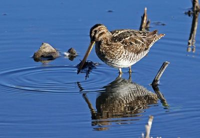 Wilson's Snipe 2025-03-20