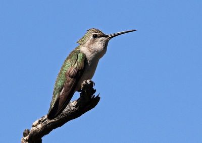 Anna's Hummingbird 2025-03-21