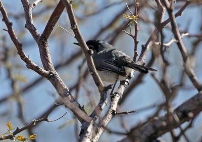Black-tailed Gnatcatcher 2025-03-21