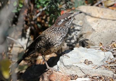 Cactus Wren 2025-03-21