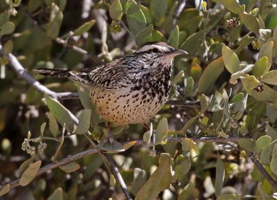 Cactus Wren 2025-03-21