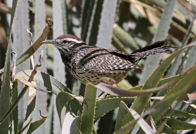 Cactus Wren 2025-03-21