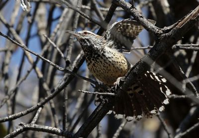Cactus Wren 2025-03-21