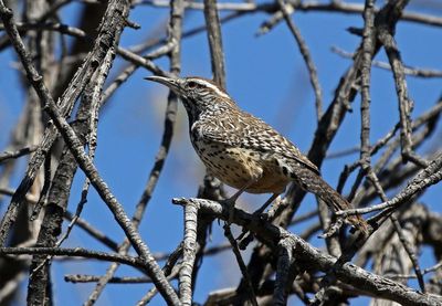 Cactus Wren 2025-03-21