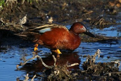 Cinnamon Teal 2025-03-21