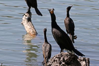 Double-crested Cormorant 2025-03-21