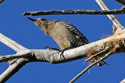 Gila Woodpecker 2025-03-21