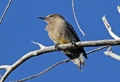 Gila Woodpecker 2025-03-21