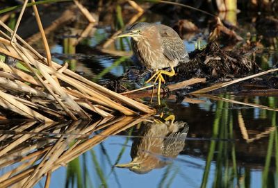 Green Heron 2025-03-21
