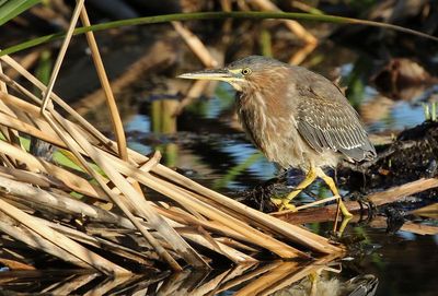 Green Heron 2025-03-21