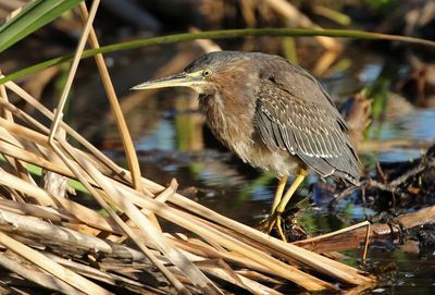 Green Heron 2025-03-21