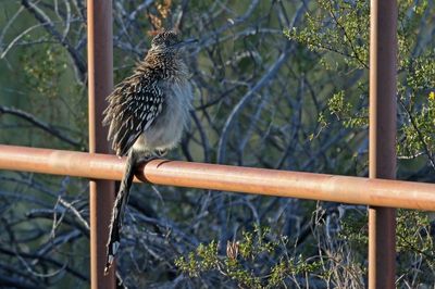 Greater Roadrunner 2025-03-21