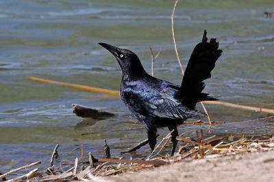Great-tailed Grackle 2025-03-21