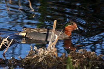 Green-winged Teal 2025-03-21