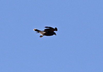 Harris's Hawk 2025-03-21