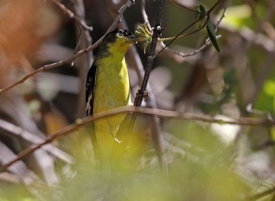 Lesser Goldfinch 2025-03-21