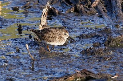 Least Sandpiper 2025-03-21