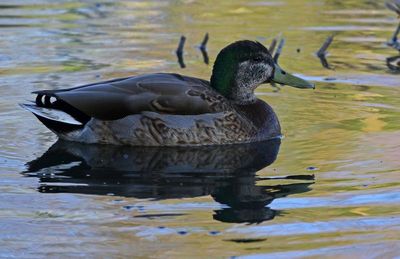 Mallard x Mexican Duck Hybrid 2025-03-21