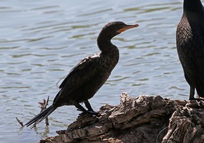 Neotropic Cormorant 2025-03-21