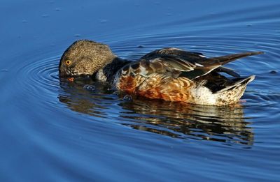 Northern Shoveler 2025-03-21