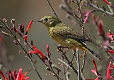 Orange-crowned Warbler 2025-03-21