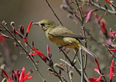 Orange-crowned Warbler 2025-03-21