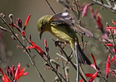 Orange-crowned Warbler 2025-03-21