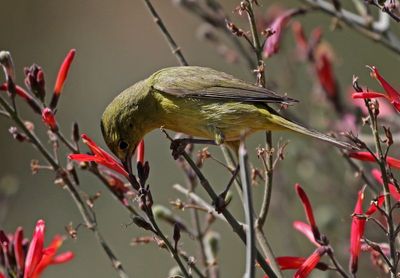 Orange-crowned Warbler 2025-03-21