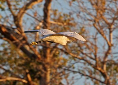 Snowy Egret 2025-03-21