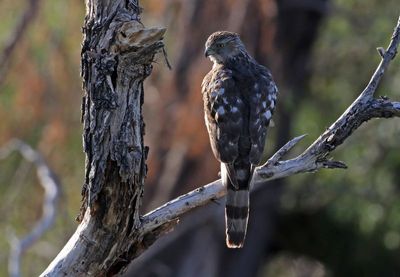 Sharp-shinned Hawk 2025-03-21