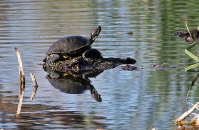Red-eared Slider 2025-03-20