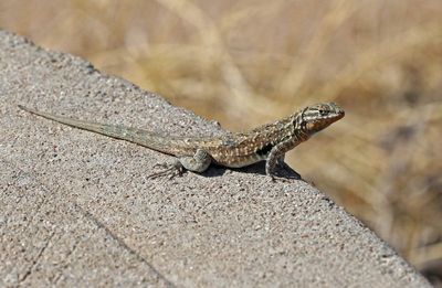 Side-blotched Lizard 2025-03-21