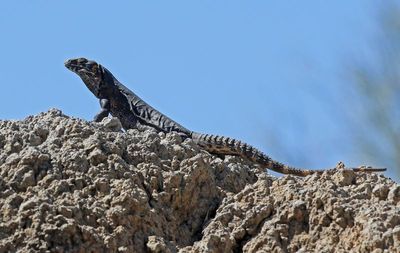 Spiny-tailed Iguana 2025-03-21