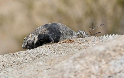 Spiny-tailed Iguana 2025-03-21