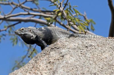 Spiny-tailed Iguana 2025-03-21