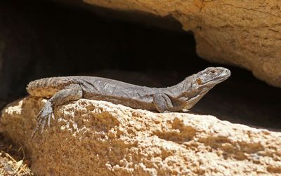 Spiny-tailed Iguana 2025-03-21