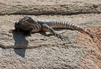 Spiny-tailed Iguana 2025-03-21