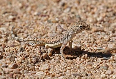 Zebra-tailed Lizard 2025-03-20