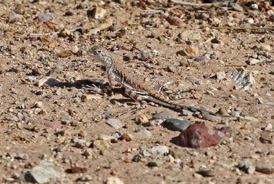 Zebra-tailed Lizard 2025-03-21