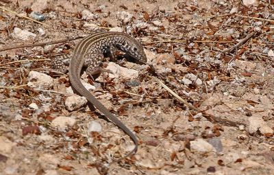 Gila Spotted Whiptail 2025-03-22